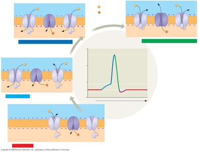 Falling phase of the action potential