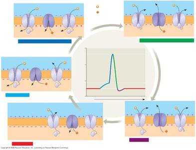 Undershoot and refractory period