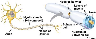 Myelinated axon and node of Ranvier