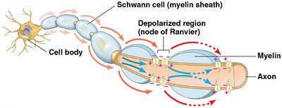 Saltatory propagation of action potentials