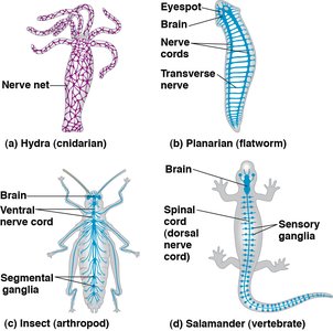 Diversity of nervous system organization in animals