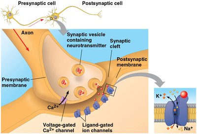 Chemical synapse structure and neurotransmitter release