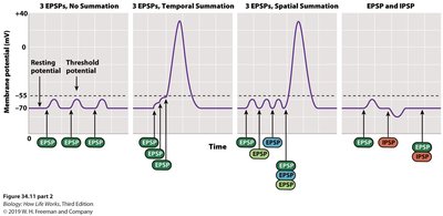 Summation of EPSPs and IPSPs