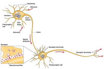 Structure of a neuron and synaptic transmission