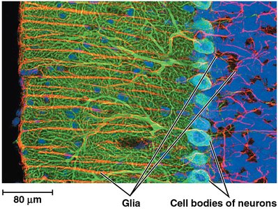Glial cells and neuron cell bodies in the brain
