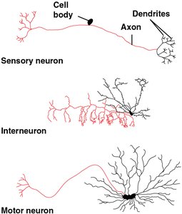 Sensory neuron, interneuron, and motor neuron structure