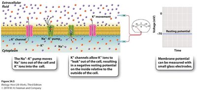 Ion movement and resting potential across the neuron membrane