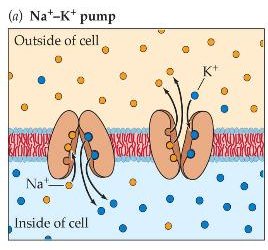 Sodium-potassium pump mechanism