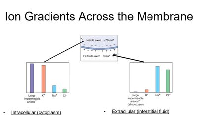 Ion gradients across the membrane