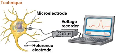 Microelectrode technique for measuring membrane potential