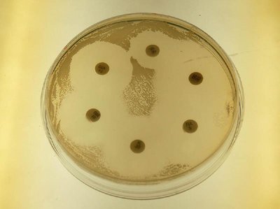 Disk-diffusion test plate