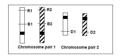 Diagram of chromosome pairs with labeled loci and alleles