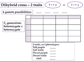 Dihybrid cross Punnett square for two traits