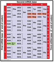 Genetic code chart showing codons and corresponding amino acids
