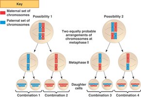 Meiose I: scheiding van homologe chromosomen