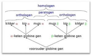 Diagram van homologen, orthologen en paralogen