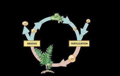 Generalized alternation of generations life cycle diagram