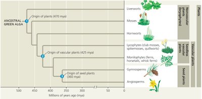 Evolutionary tree of land plants showing major groups and transitions