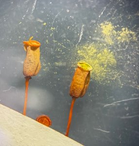 Moss sporophyte capsules with spores