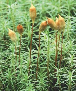 Moss sporophytes growing from gametophytes
