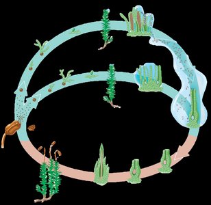 Fern alternation of generations life cycle diagram