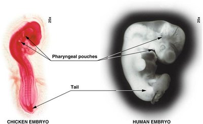 Comparative embryology of chicken and human embryos showing pharyngeal pouches and tails
