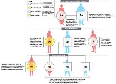 Pedigree chart tracking a genetic trait through three generations