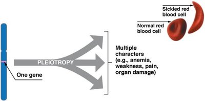 Diagram showing pleiotropy: one gene affecting multiple traits including sickle cell anemia