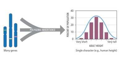 Diagram showing polygenic inheritance and normal distribution of height