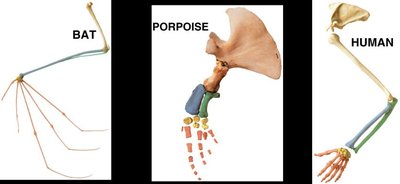 Homologous bones in bat, porpoise, and human forelimbs
