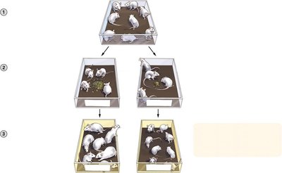Diagram showing experimental design for gene-environment interaction in mice