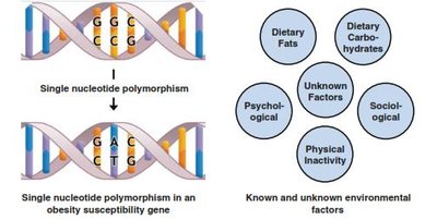 Diagram showing gene-environment interaction in obesity