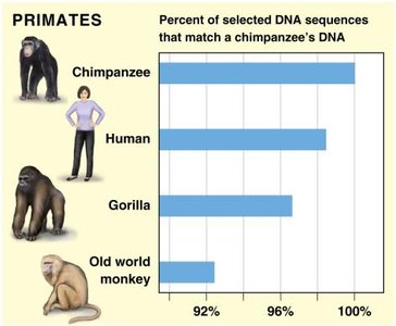 Bar graph showing percent DNA sequence similarity between chimpanzee, human, gorilla, and old world monkey