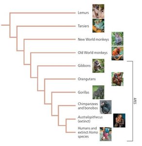 Phylogenetic tree of primates including humans, chimpanzees, gorillas, and other groups