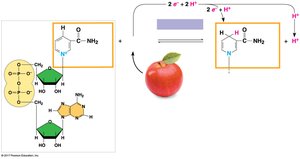 NAD+ and NADH diagram