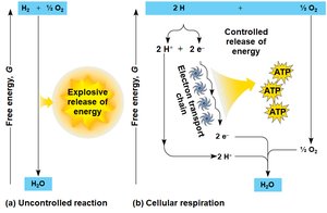 Electron transport chain diagram