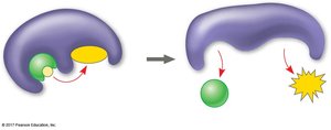 Substrate-level phosphorylation diagram