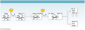 Glycolysis energy investment phase diagram