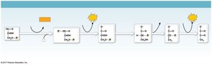 Glycolysis energy payoff phase diagram
