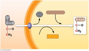 Pyruvate oxidation diagram