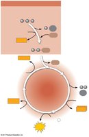 Citric acid cycle diagram