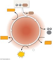 Citric acid cycle products diagram