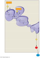 Electron transport chain free energy diagram
