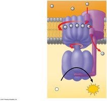 ATP synthase chemiosmosis diagram