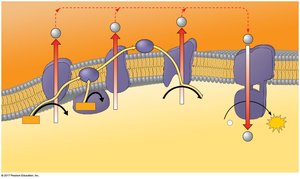 Chemiosmosis and oxidative phosphorylation diagram