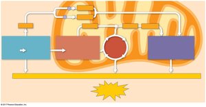 ATP yield summary diagram