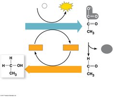 Alcohol fermentation diagram