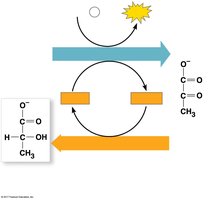 Lactic acid fermentation diagram