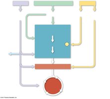 Metabolic pathway diagram
