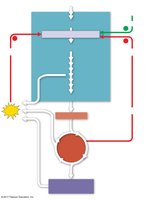 Regulation of cellular respiration diagram